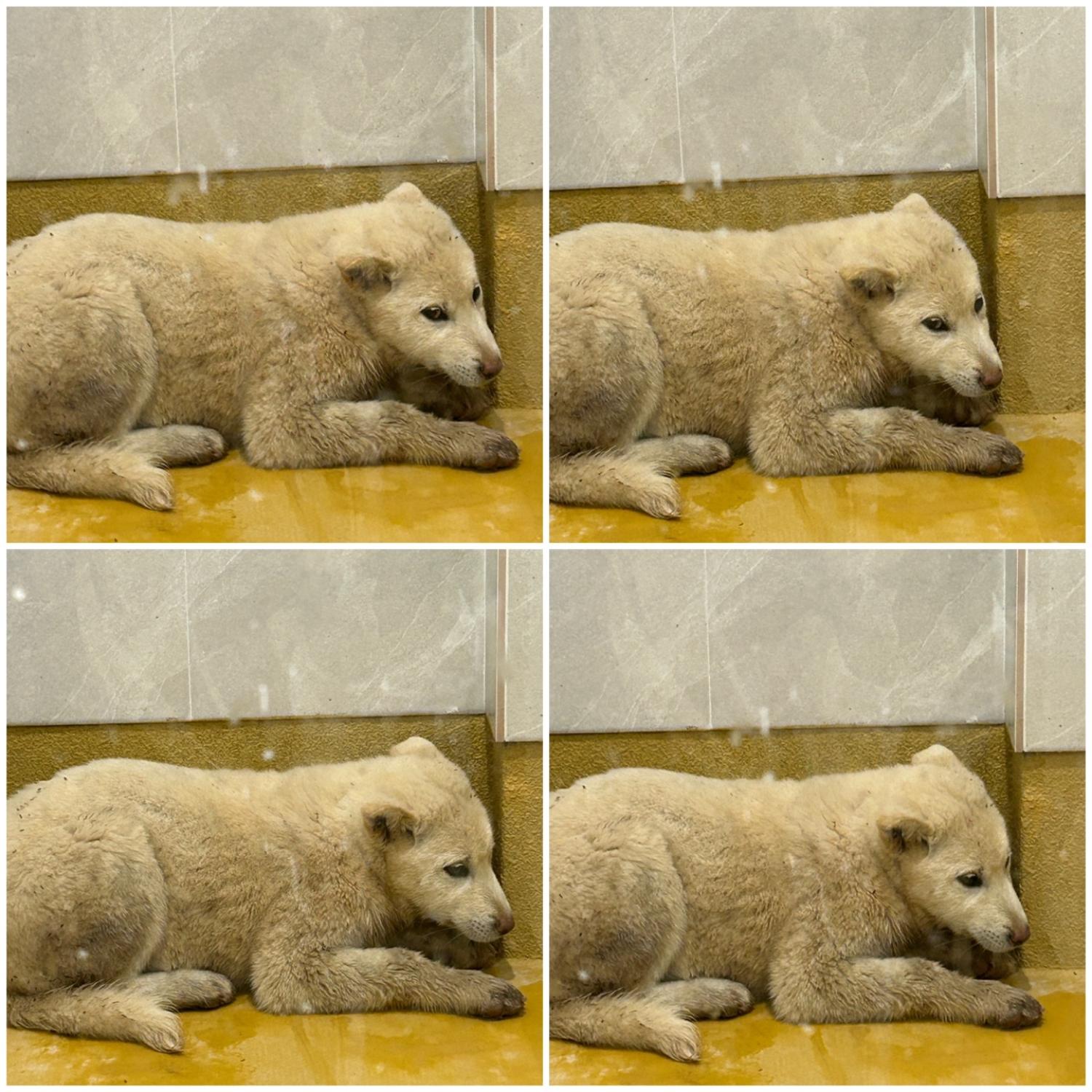 보호중 믹스견의 가…