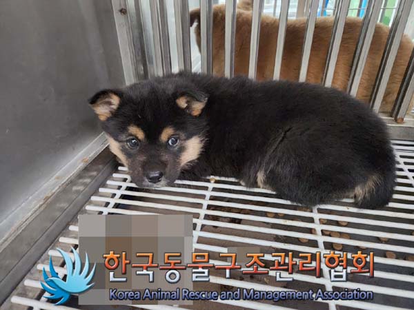 종료(안락사) 믹스…