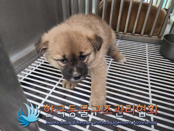 종료(안락사) 믹스…