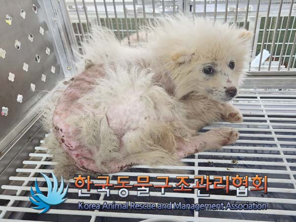 종료(안락사) 믹스…