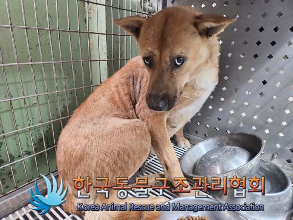 종료(안락사) 믹스…