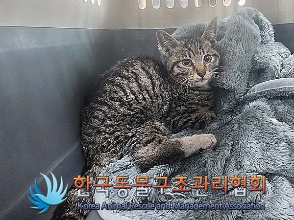 한국동물구조관리협회_441392202400038