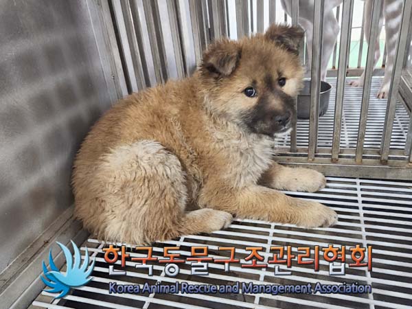 한국동물구조관리협회_441409202400194
