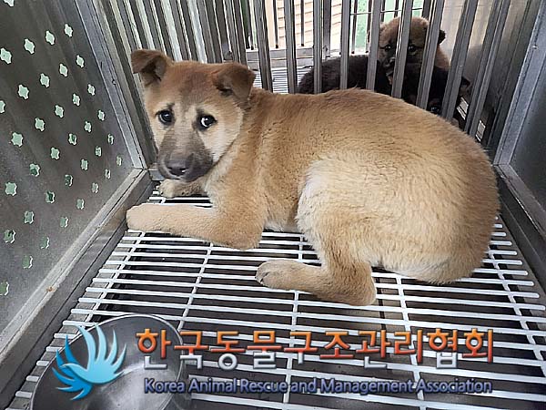 종료(안락사) 믹스…