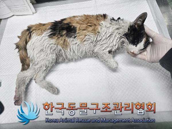 한국동물구조관리협회_441559202400097
