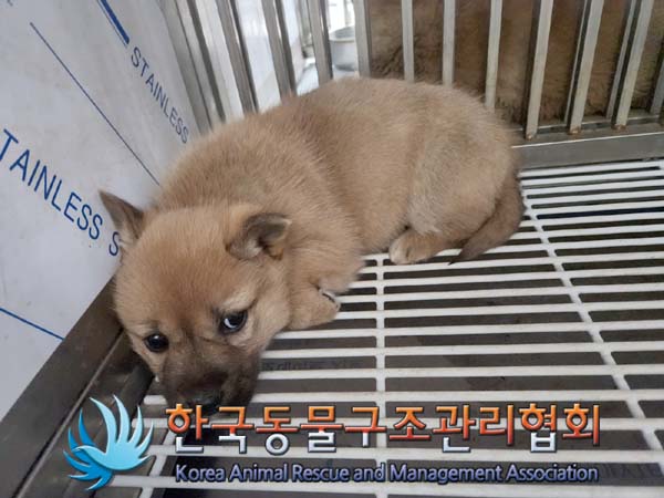 한국동물구조관리협회_441406202400197