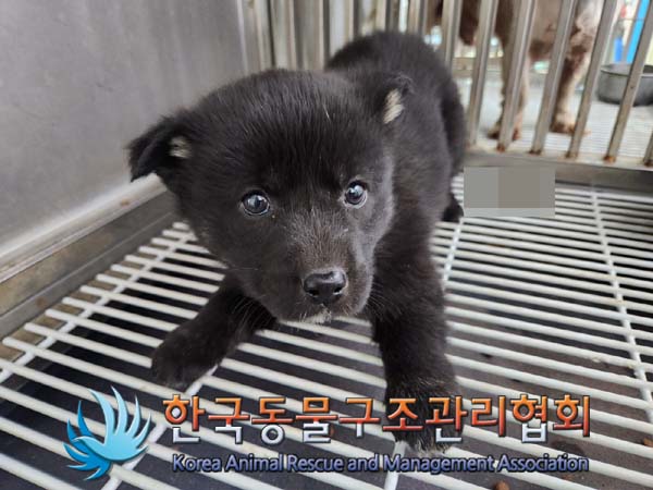 종료(안락사) 믹스…