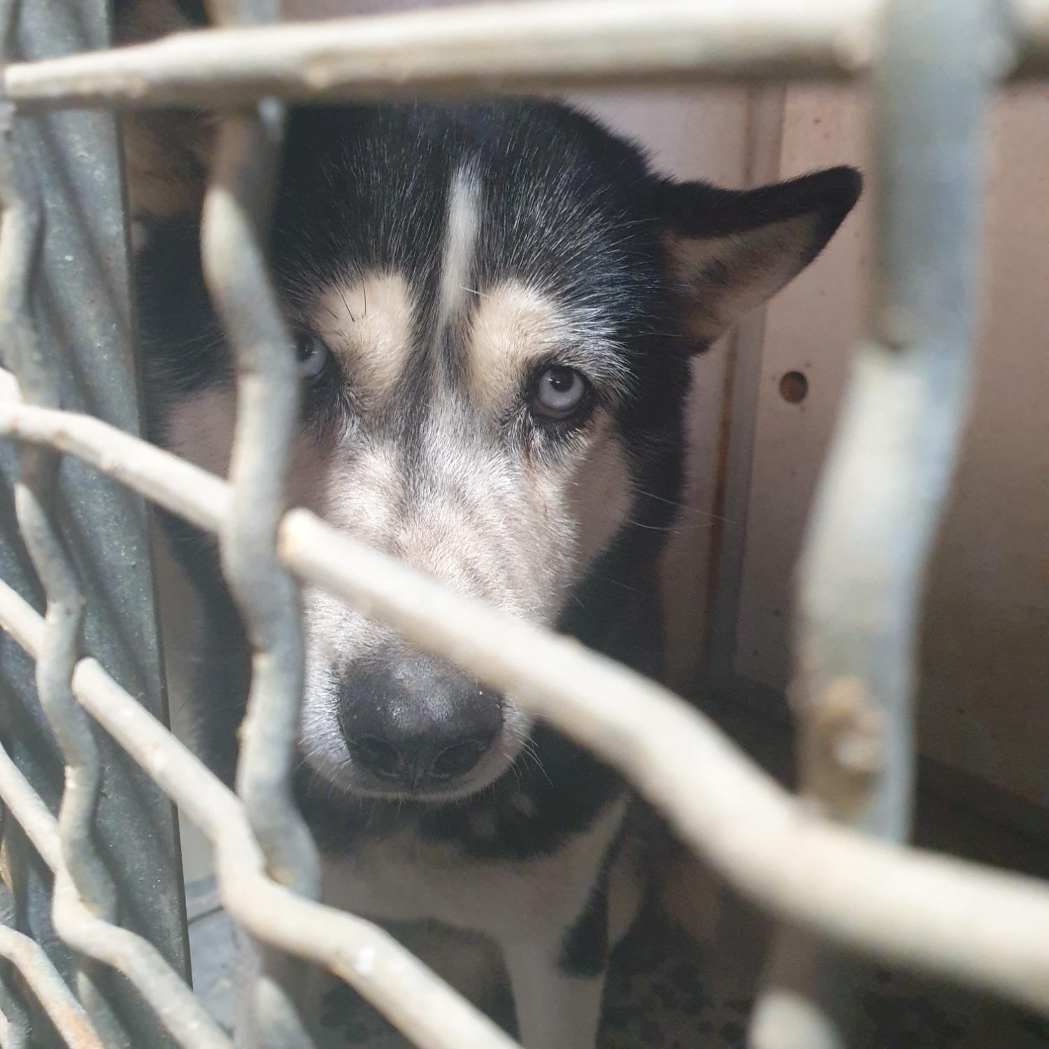 보호중 시베리안 허…