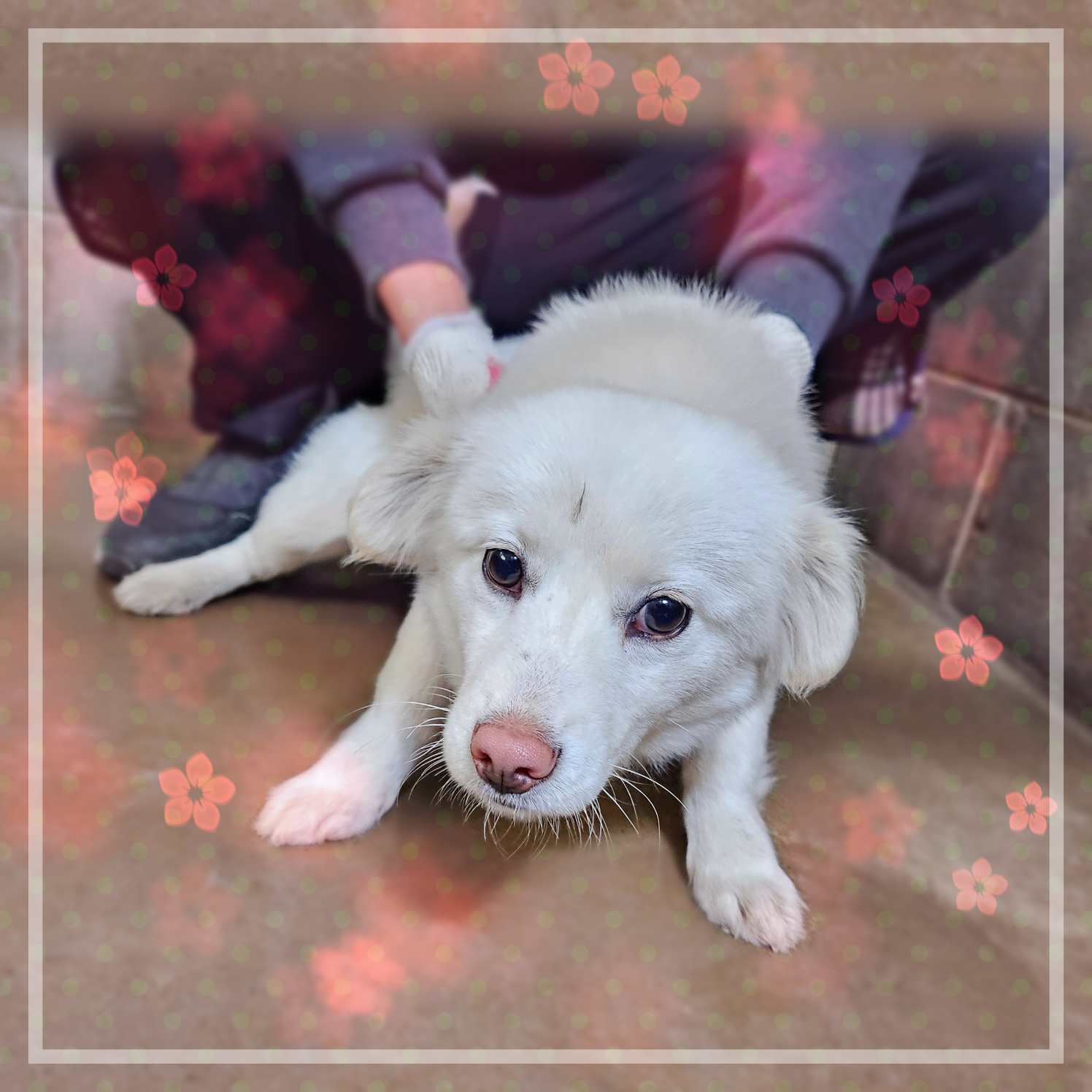 군산유기동물보호센터_445467202400194