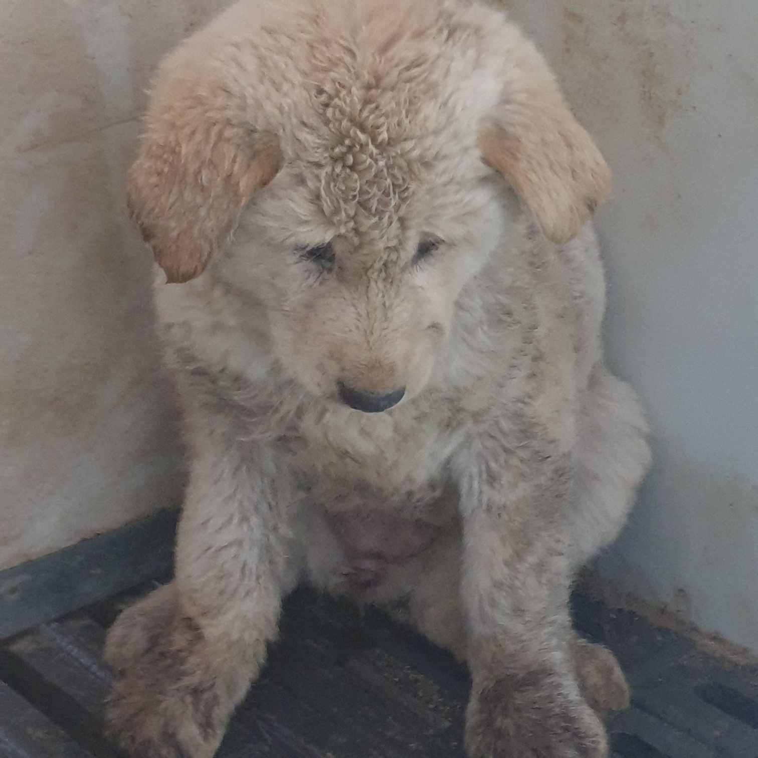 남양동물보호센터_441553202400246