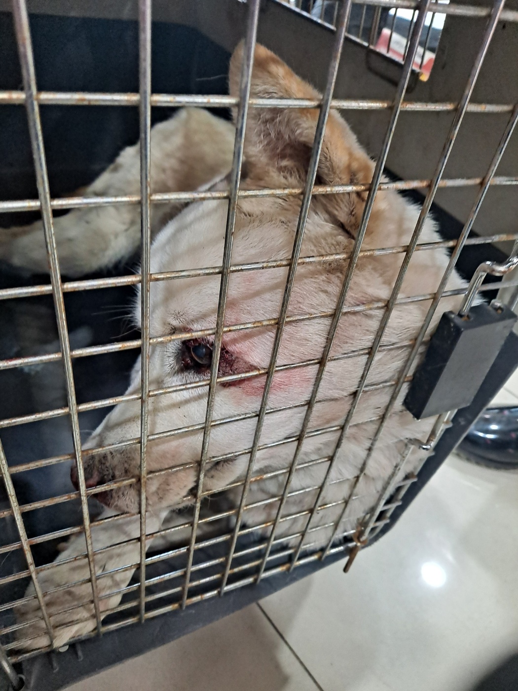 종료(자연사) 믹스…