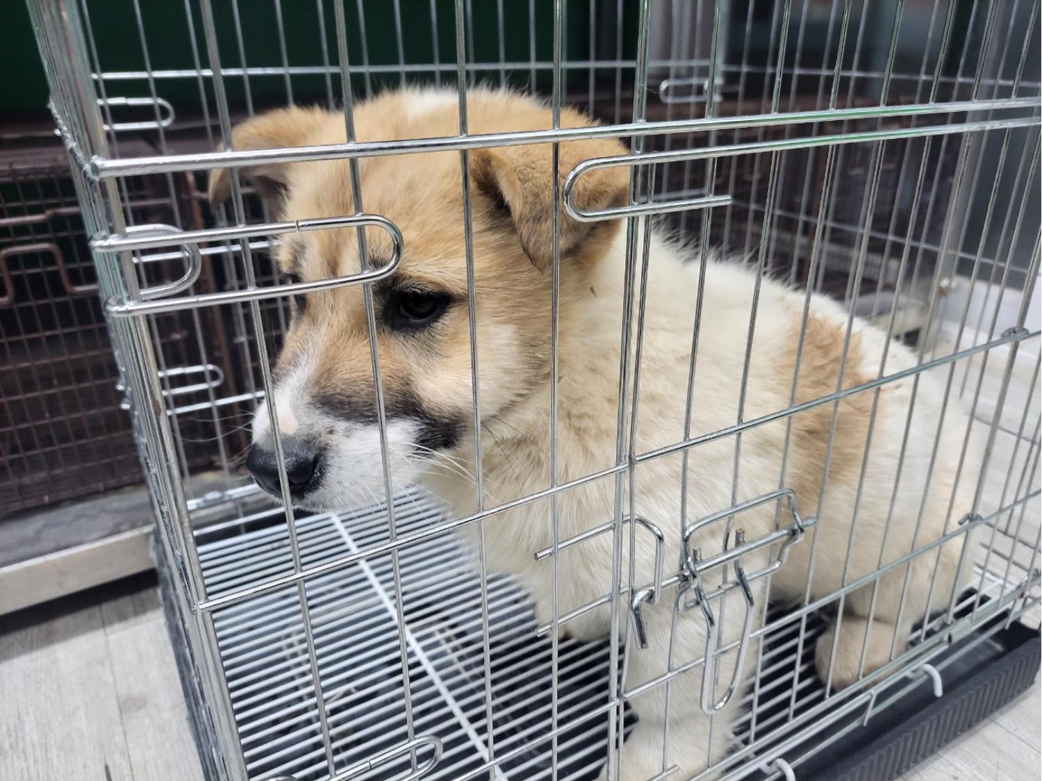고양시동물보호센터_441394202400124