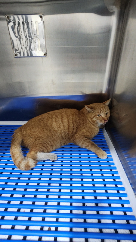 보호중 한국 고양이…