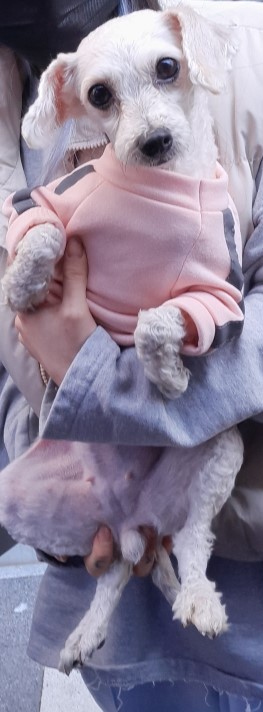 보호중 푸들의 가족…