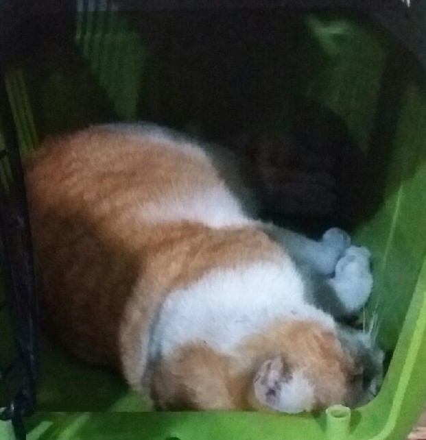 대구유기동물보호협회_427347202400041