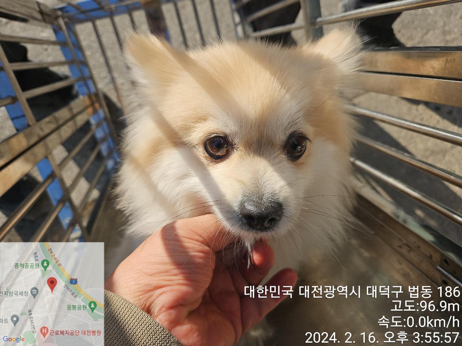 종료(반환) 믹스견…
