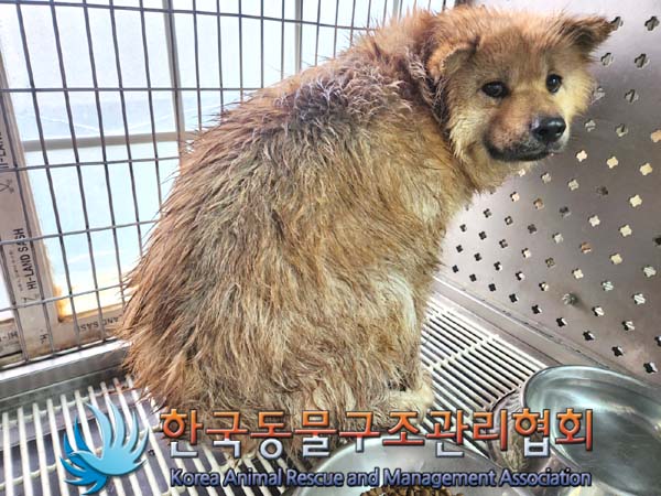 종료(안락사) 믹스…