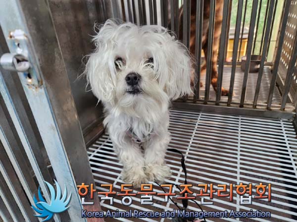 한국동물구조관리협회_441382202400036