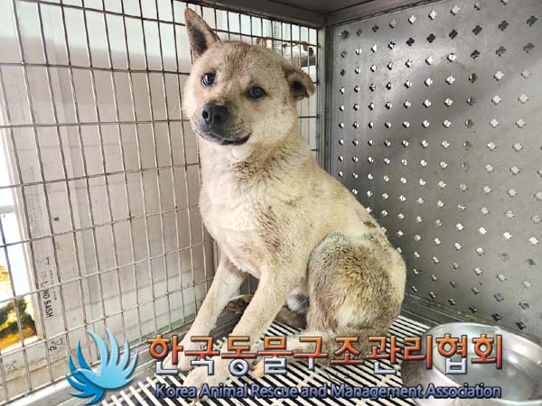 종료(안락사) 믹스…