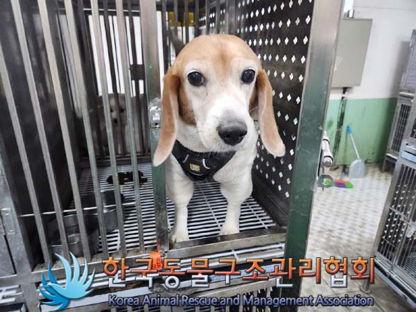 종료(안락사) 비글…