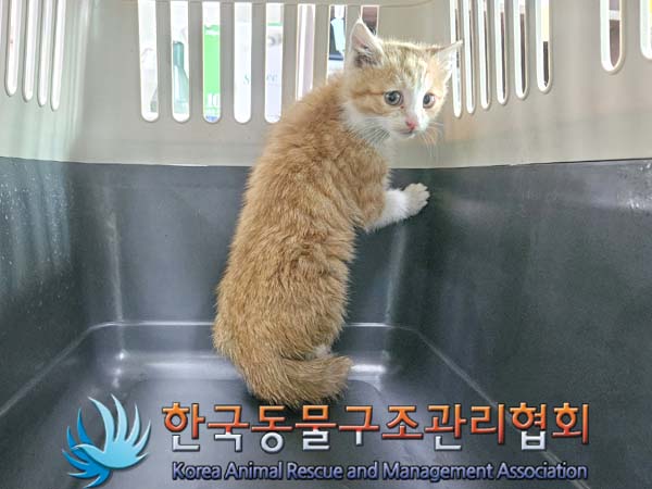 종료(입양) 한국 …