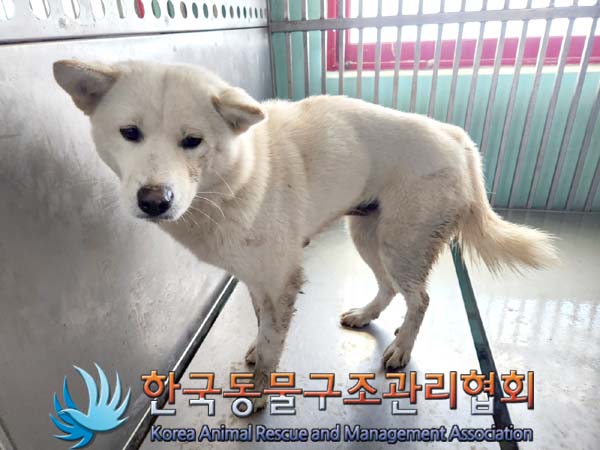 종료(안락사) 믹스…
