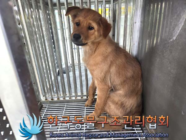 종료(안락사) 믹스…