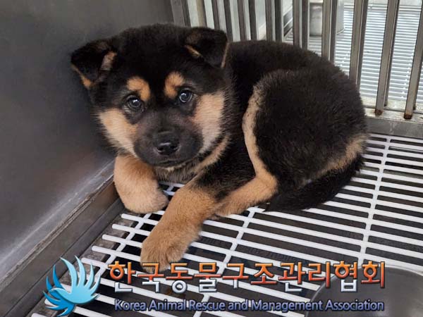 한국동물구조관리협회_441406202400205