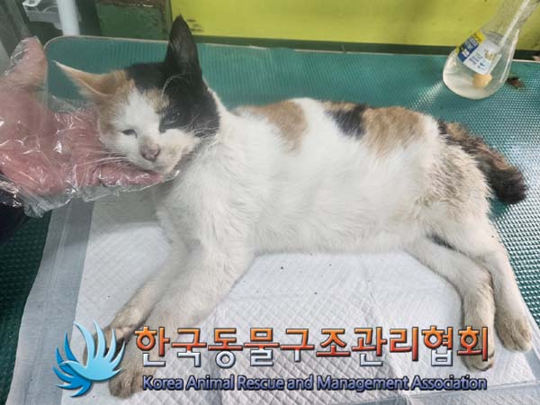 종료(자연사) 한국…