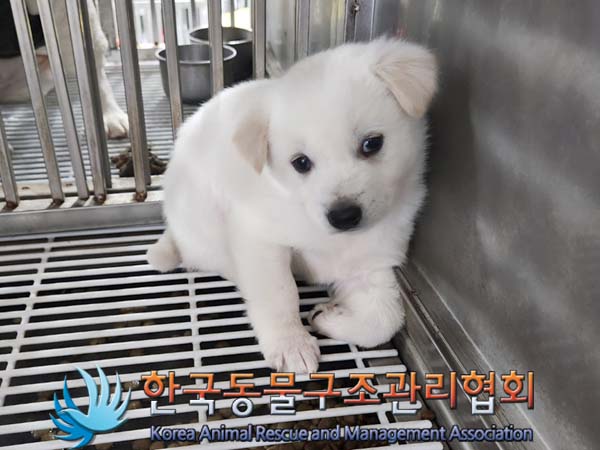 종료(안락사) 믹스…