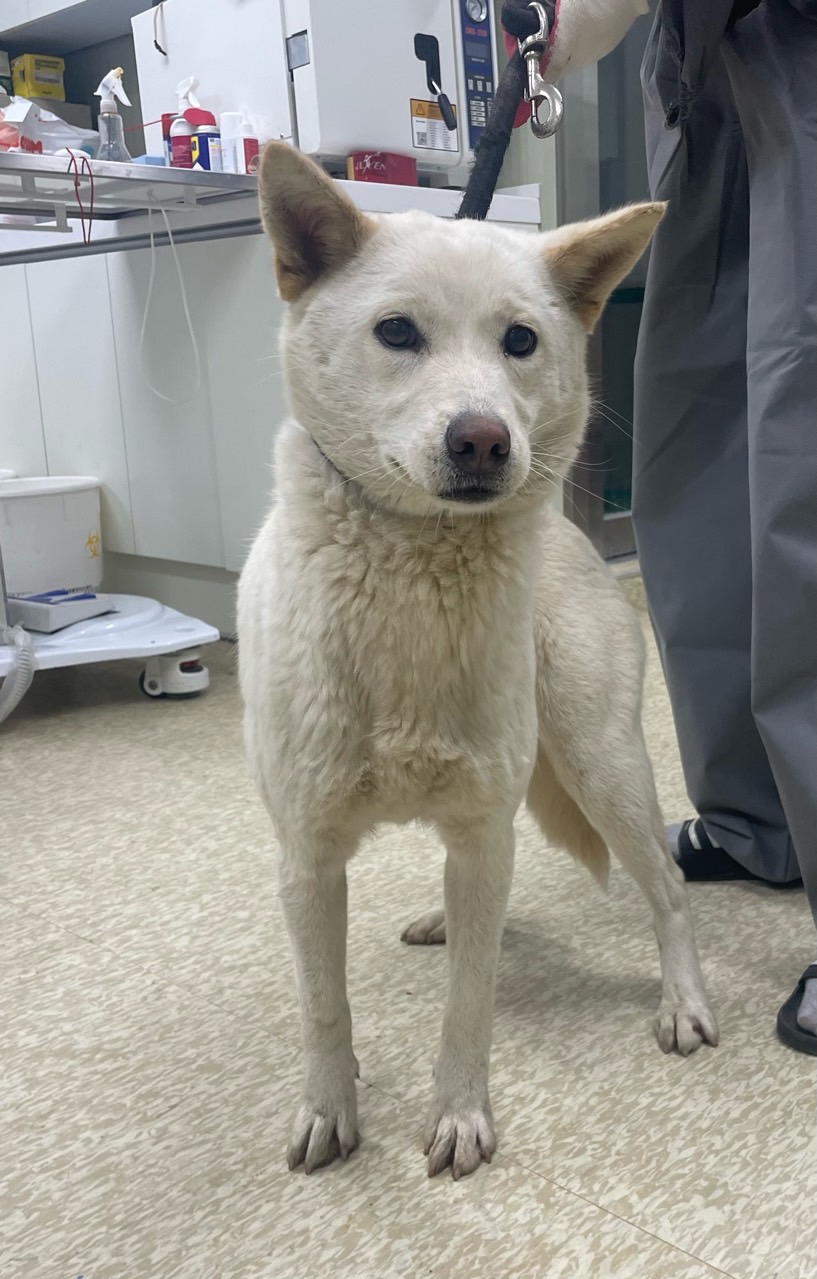 남양주시동물보호센터_441399202400143