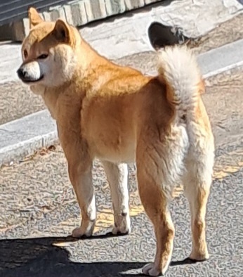 종료(반환) 시바의…