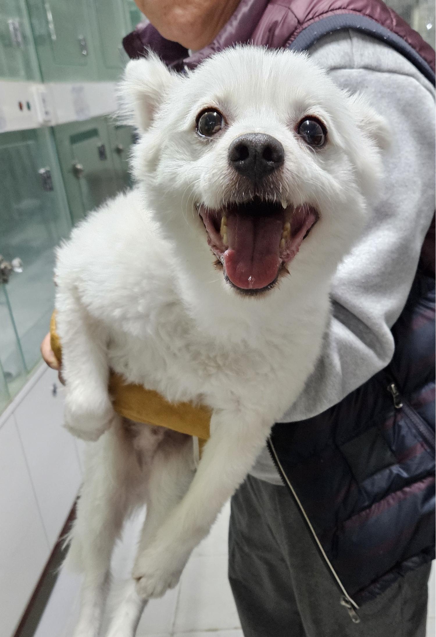 종료(반환) 믹스견…