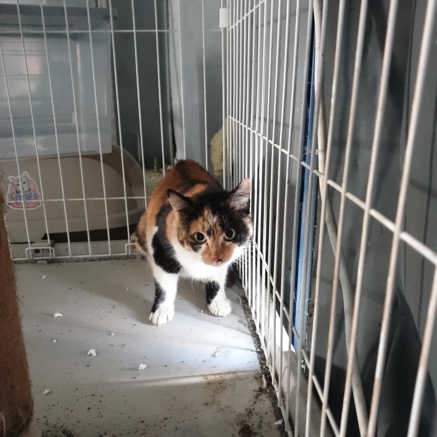 보호중 한국 고양이…