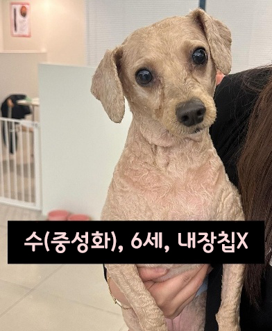 종료(반환) 푸들의…