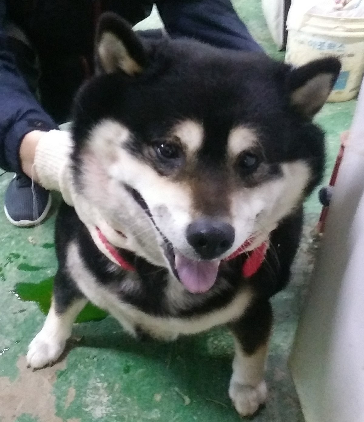 인천광역시수의사회_428352202400012