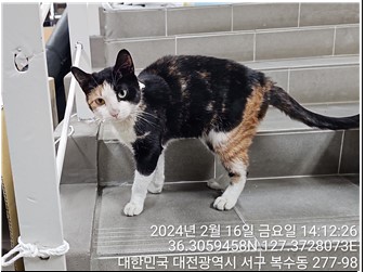 보호중 코리아숏헤어…