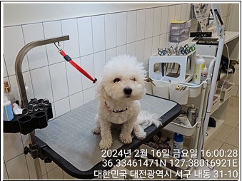종료(반환) 비숑 …