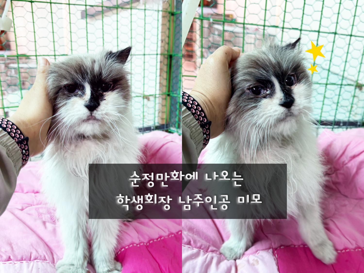 (사)영일동물플러스_447502202400136