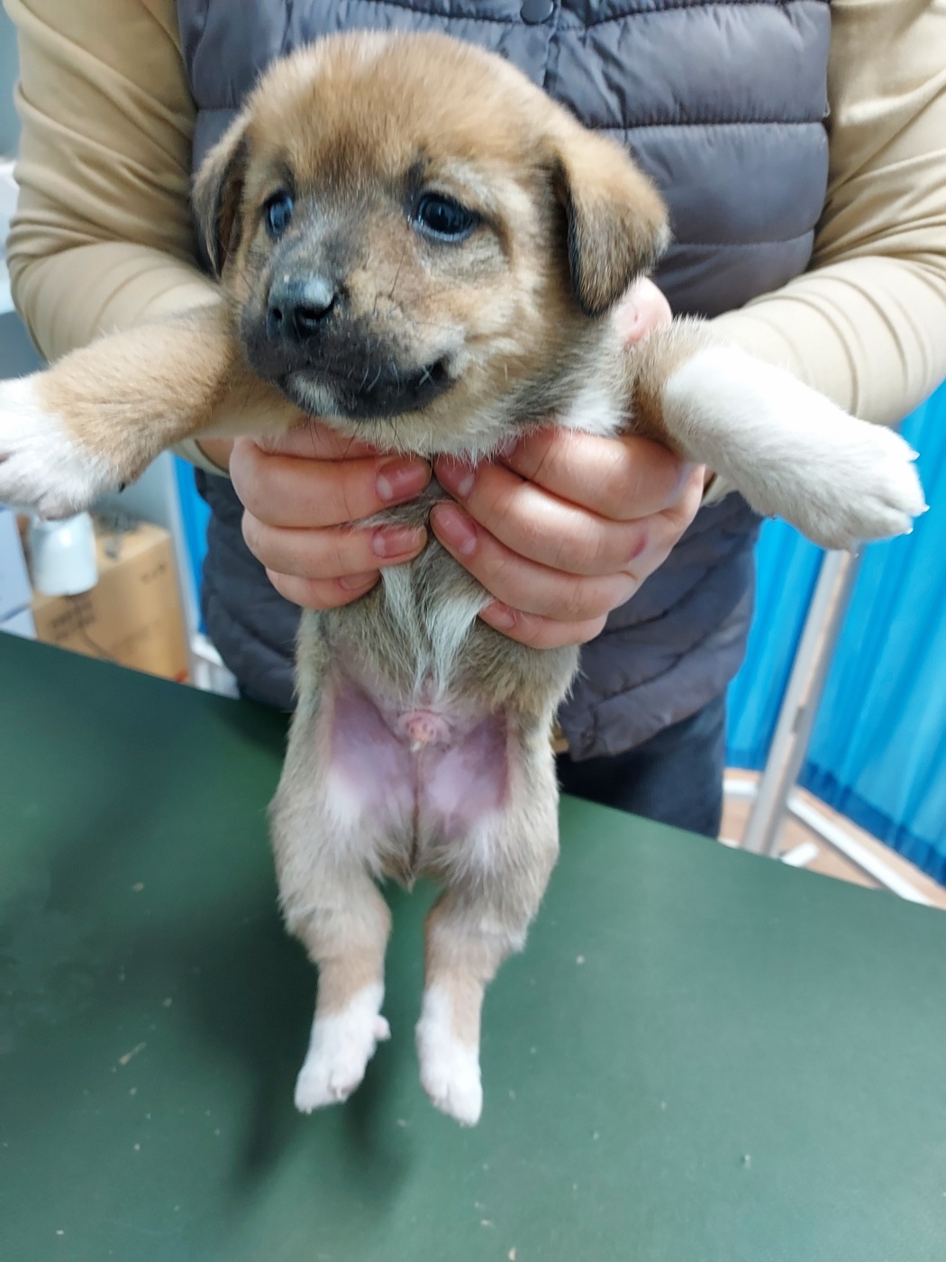 인월동물병원_445470202400111