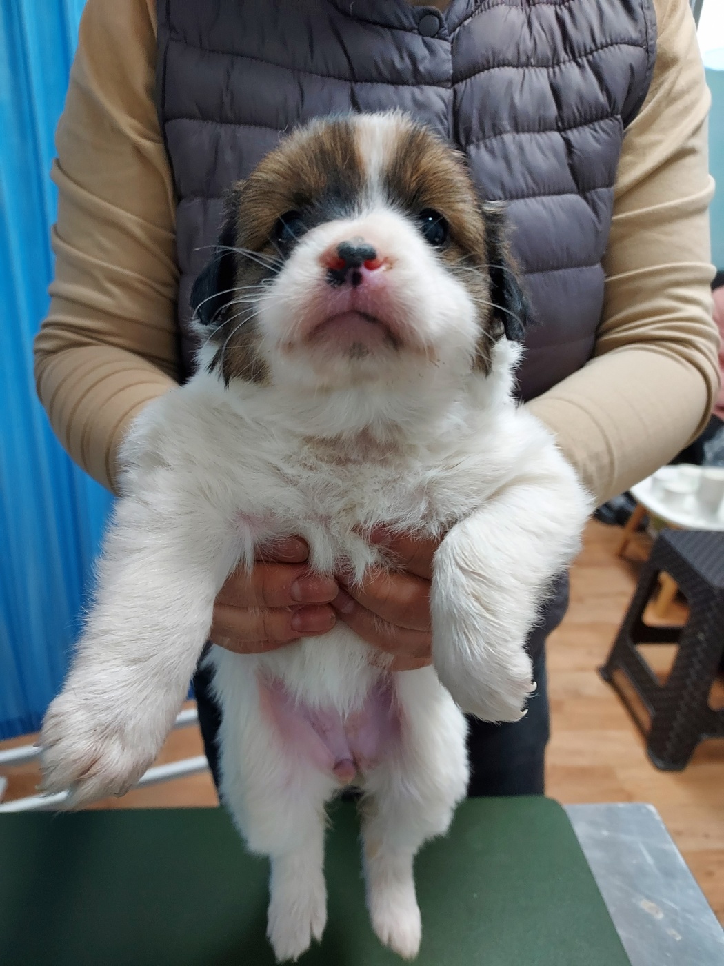 보호중 믹스견의 가…