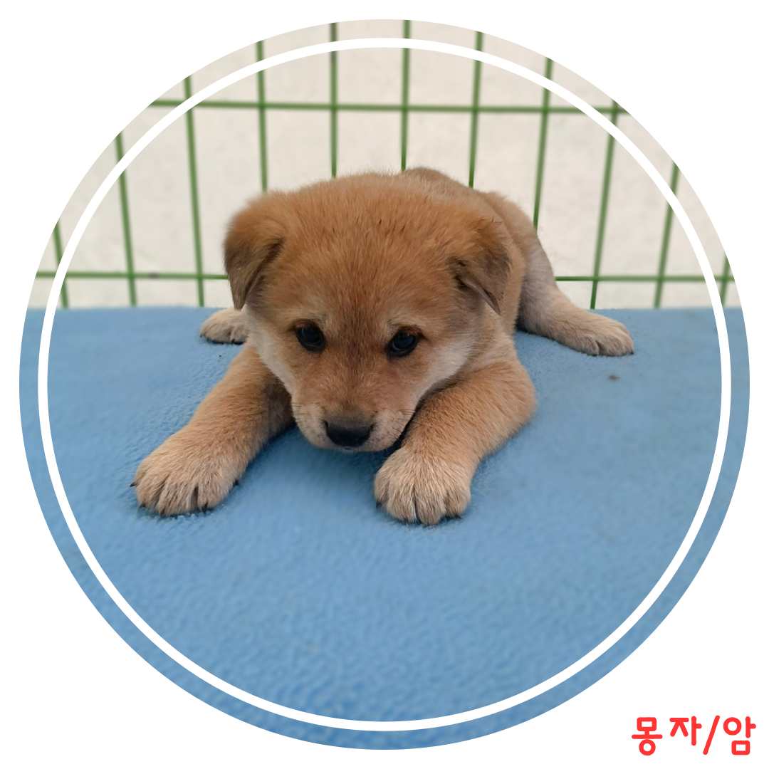 보호중 믹스견의 가…