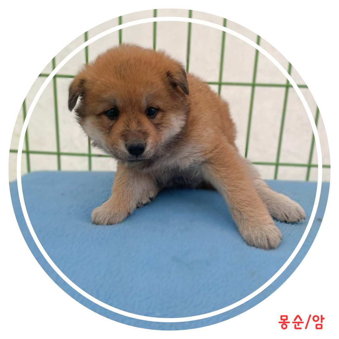 보호중 믹스견의 가…