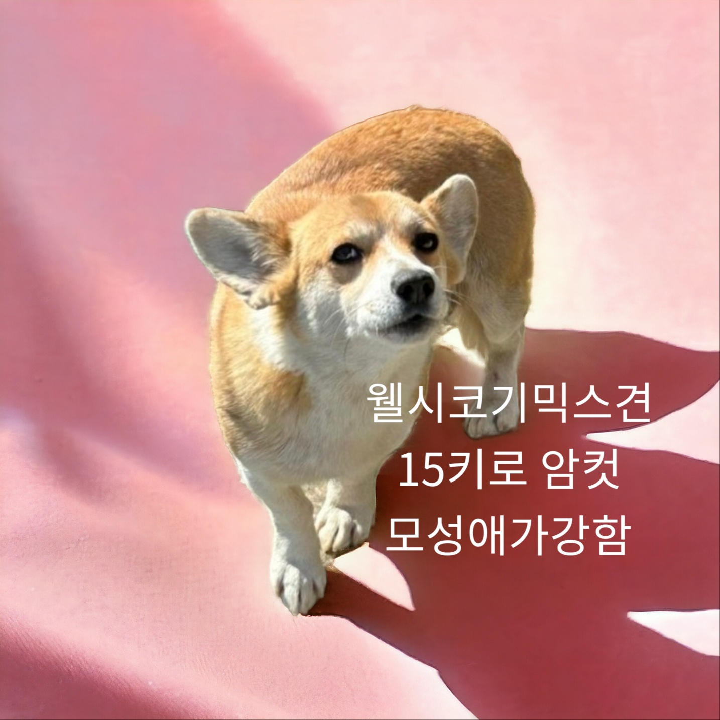 보호중 웰시 코기 …