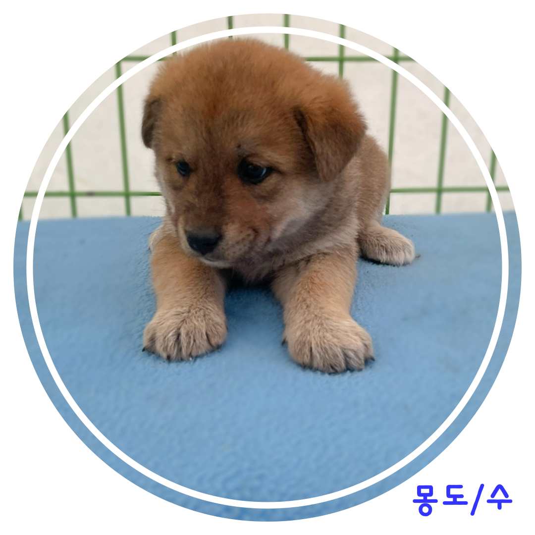 보호중 믹스견의 가…