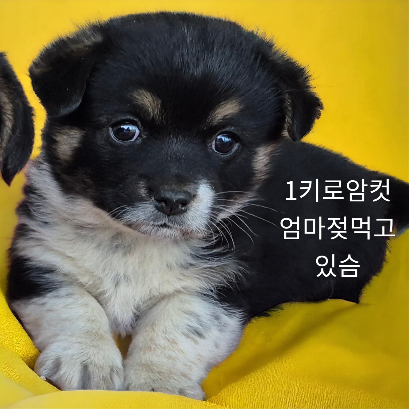 보호중 엄마는웰시코…