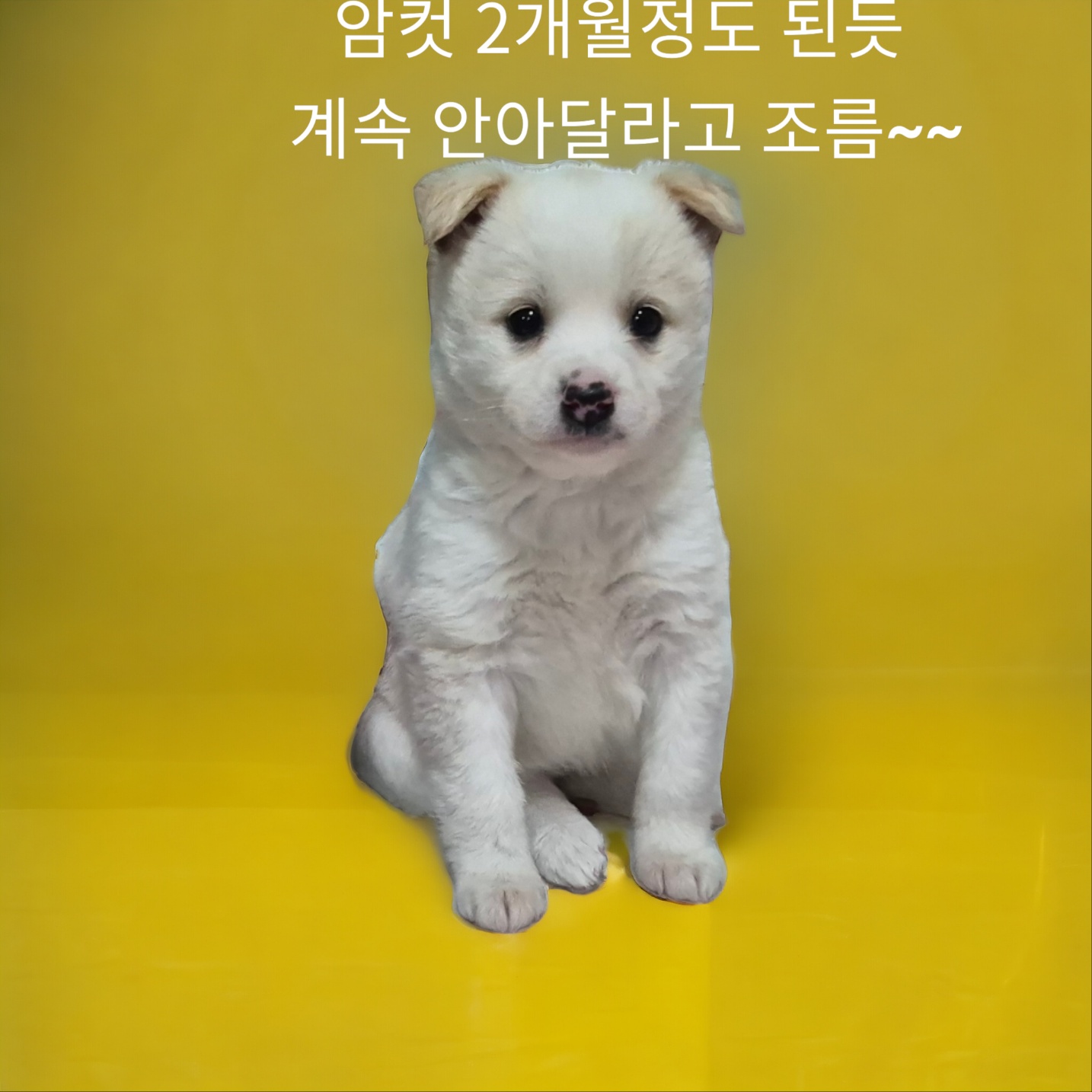 성주유기동물보호센터_447521202400091