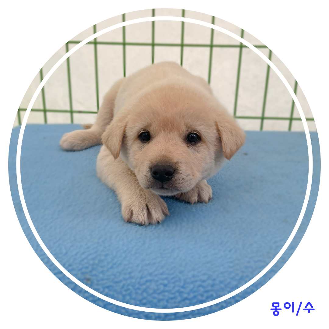 보호중 믹스견의 가…
