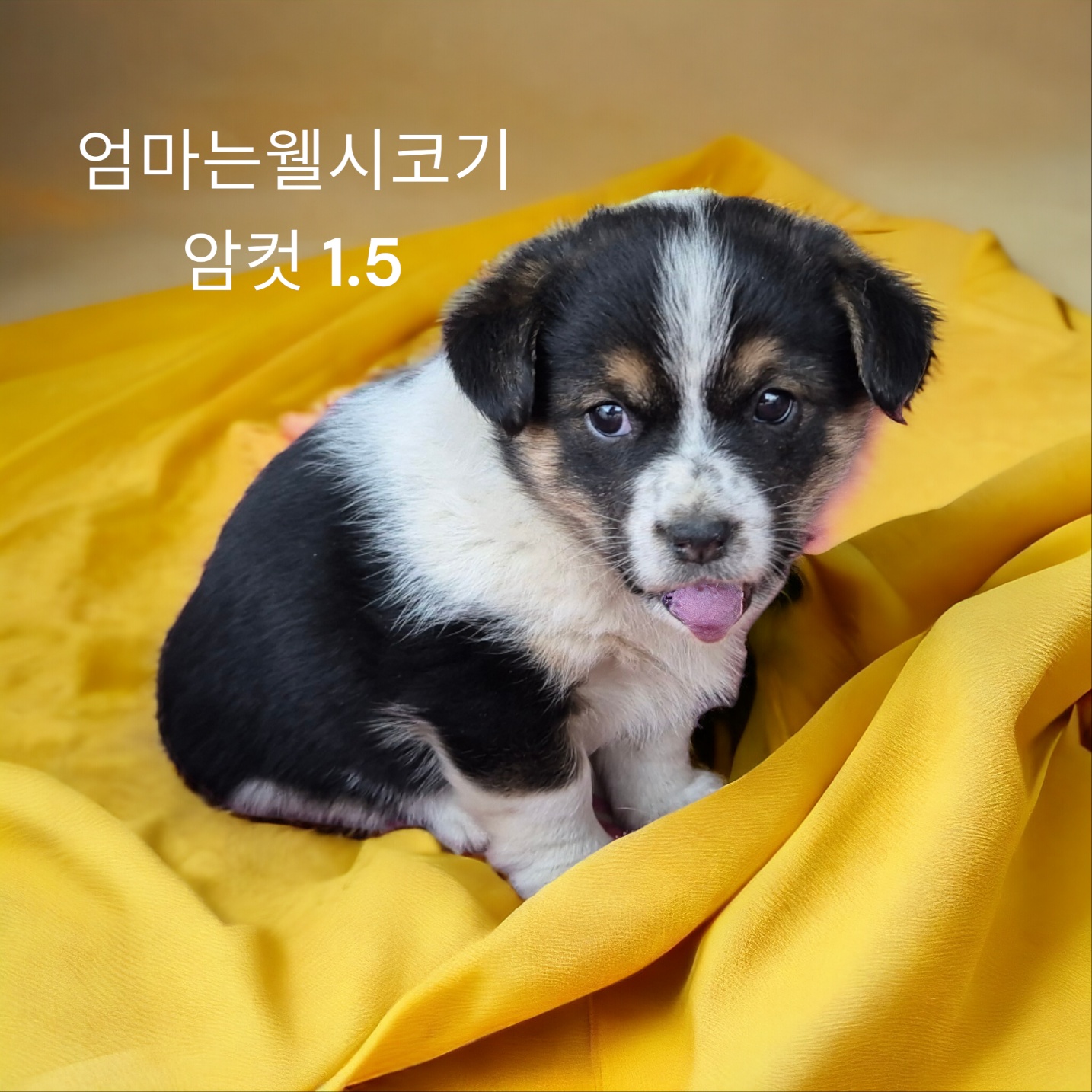 성주유기동물보호센터_447521202400088