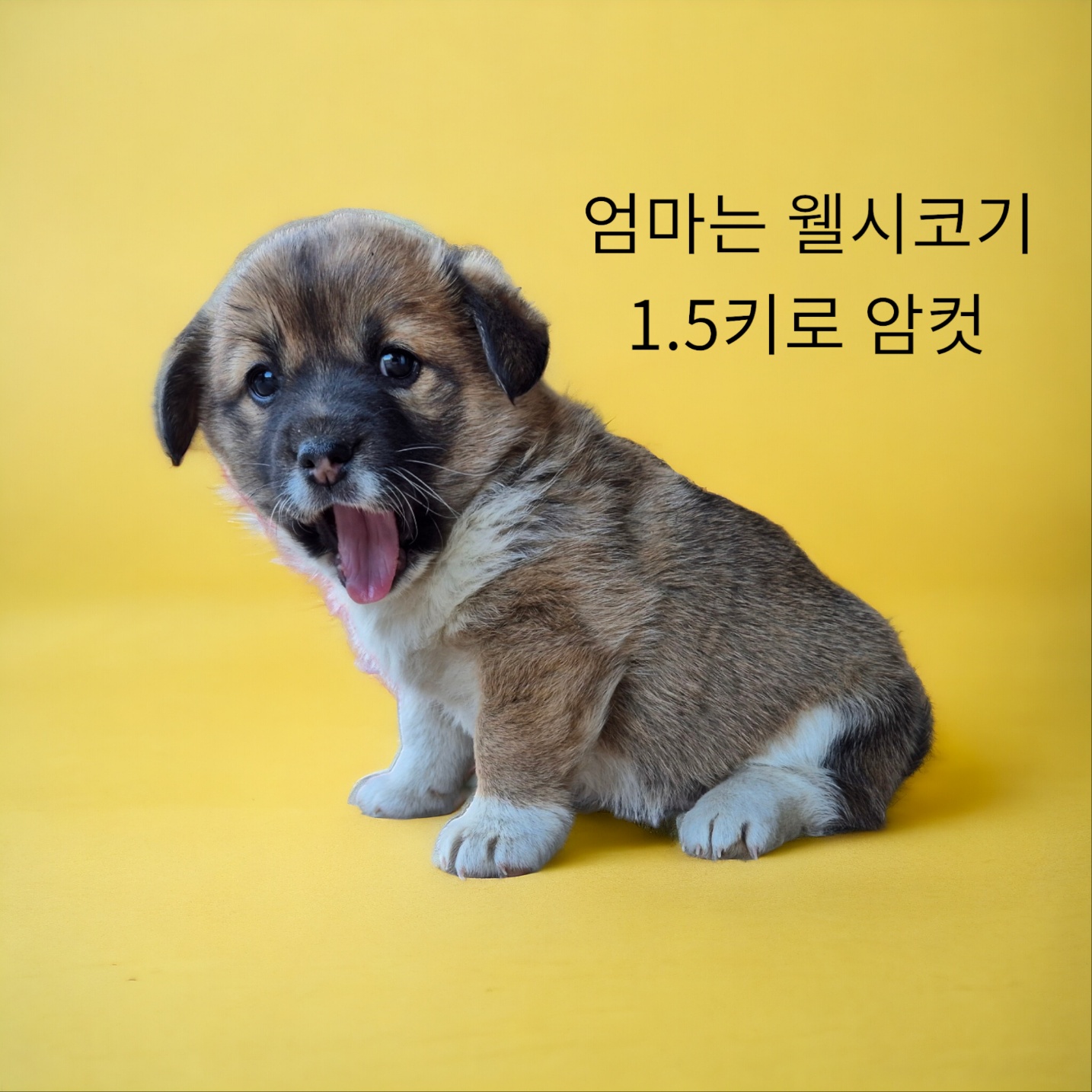보호중 엄마는웰시코…